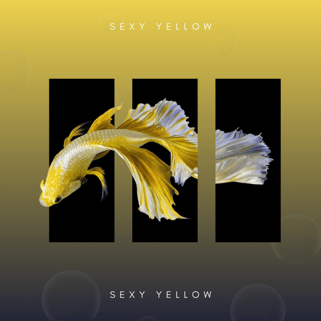 Poisson betta jaune avec un design artistique minimaliste sur fond dégradé jaune et noir.