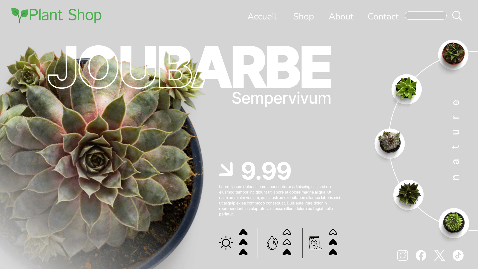 Design d'une page web pour une boutique de plantes nommée Plant Shop, mettant en avant une succulente Sempervivum et son prix, avec un design moderne et minimaliste.